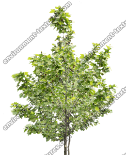 free photo texture of tree 